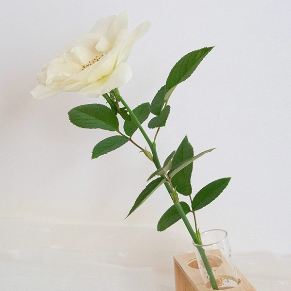 品種名COMING SOON